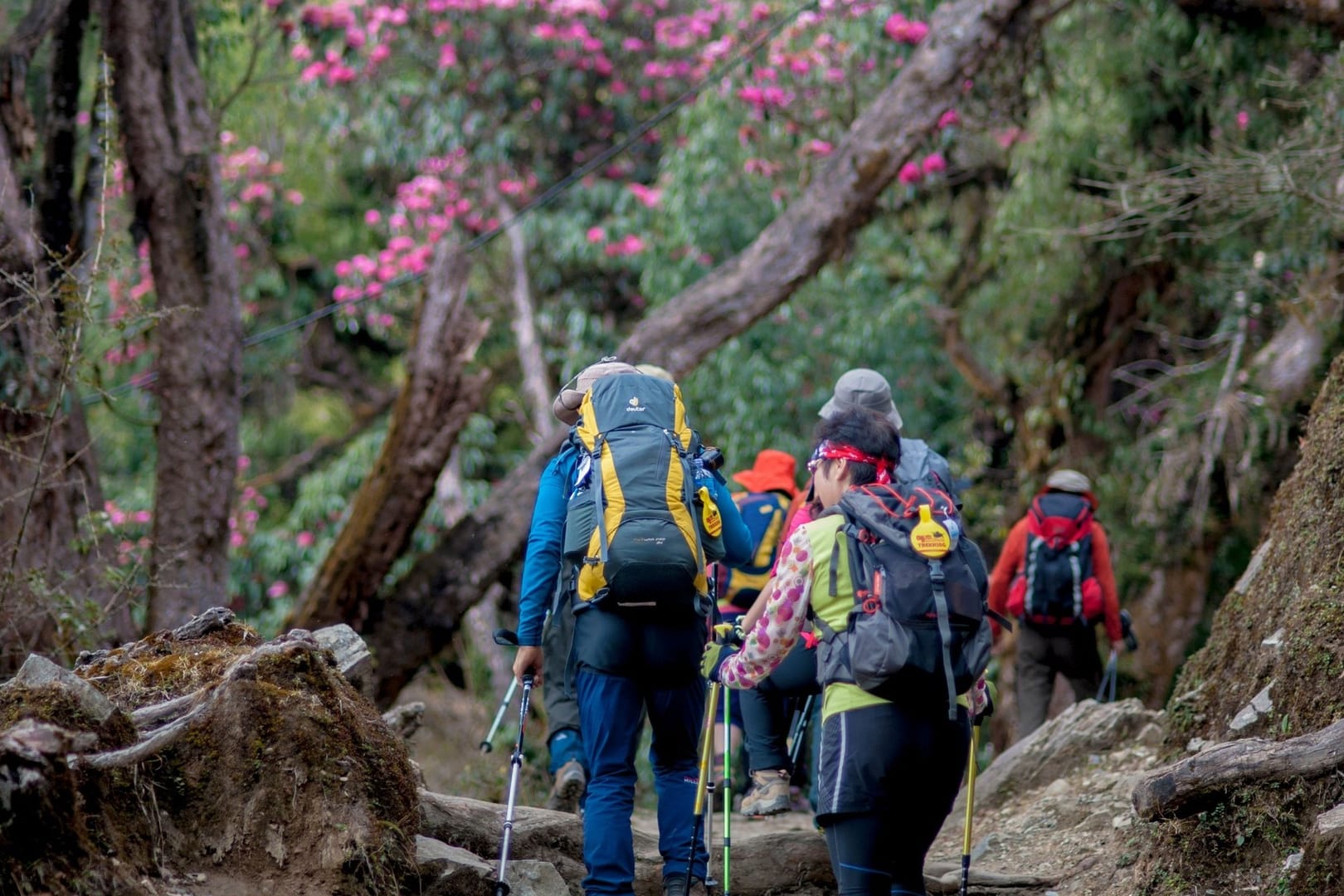 Rhododendron Forest Hikers Nepal