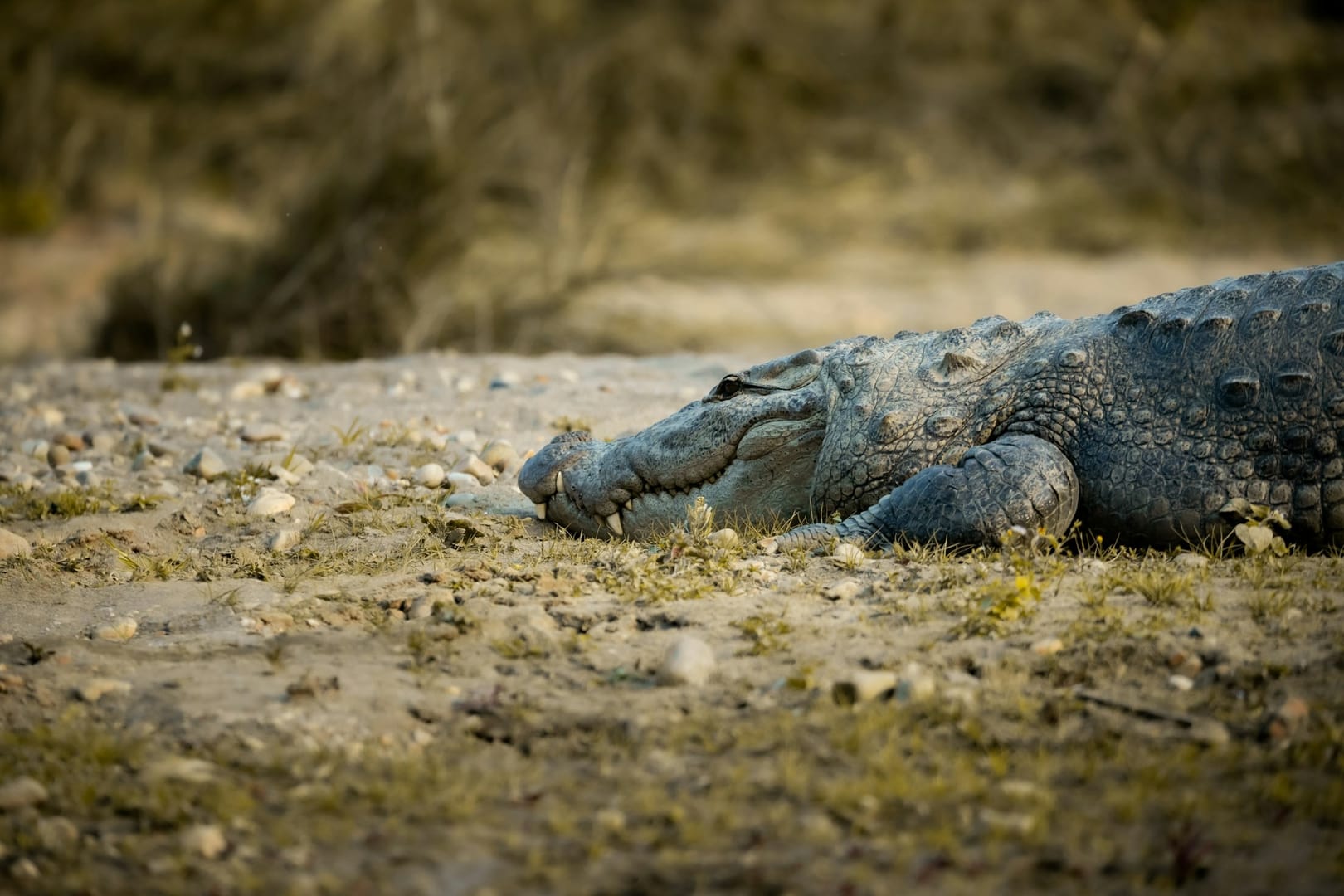 Crocodile Riverbank Chitwan Nepal