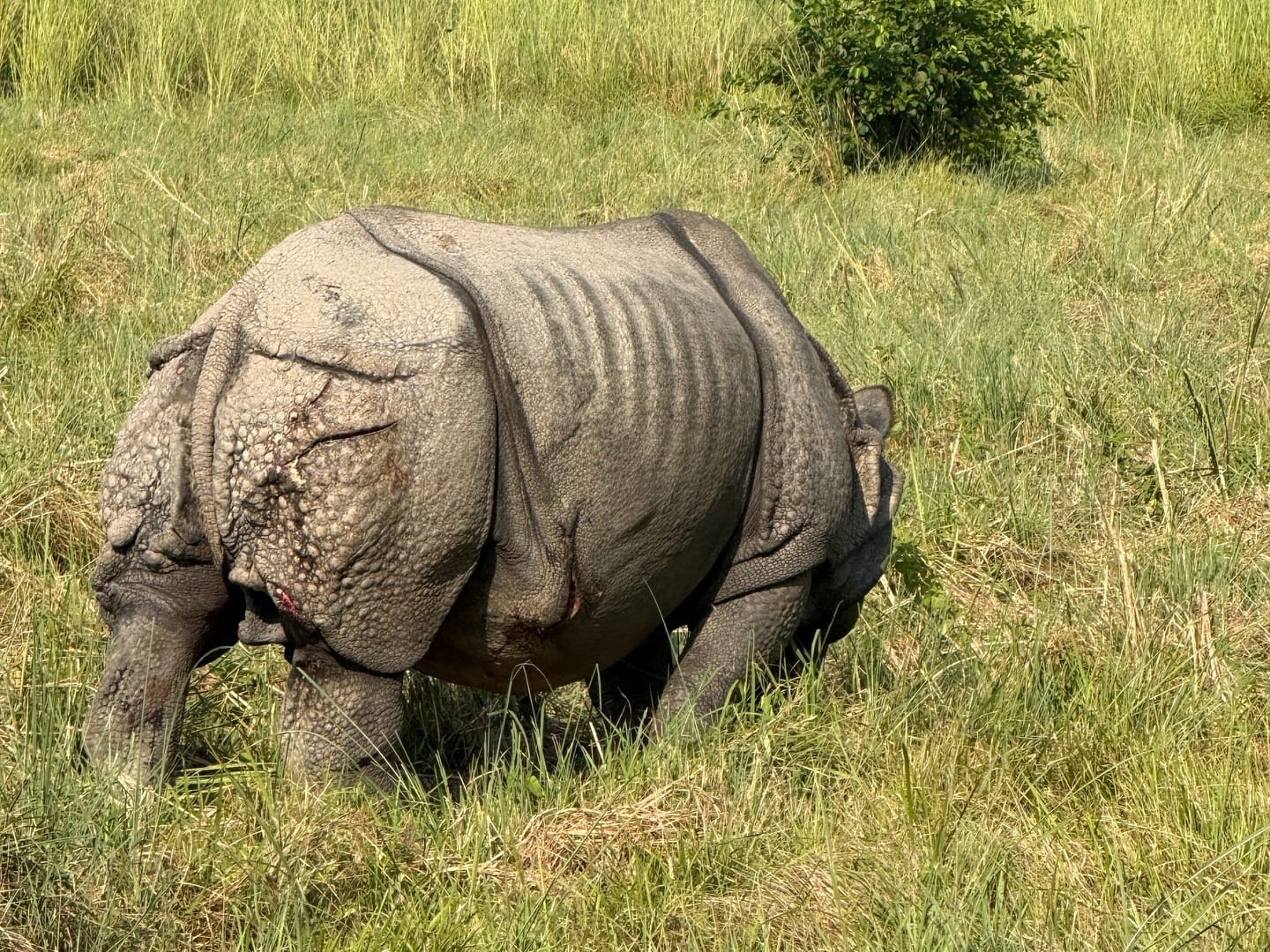 Chitwan One Horned Rhino Nepal