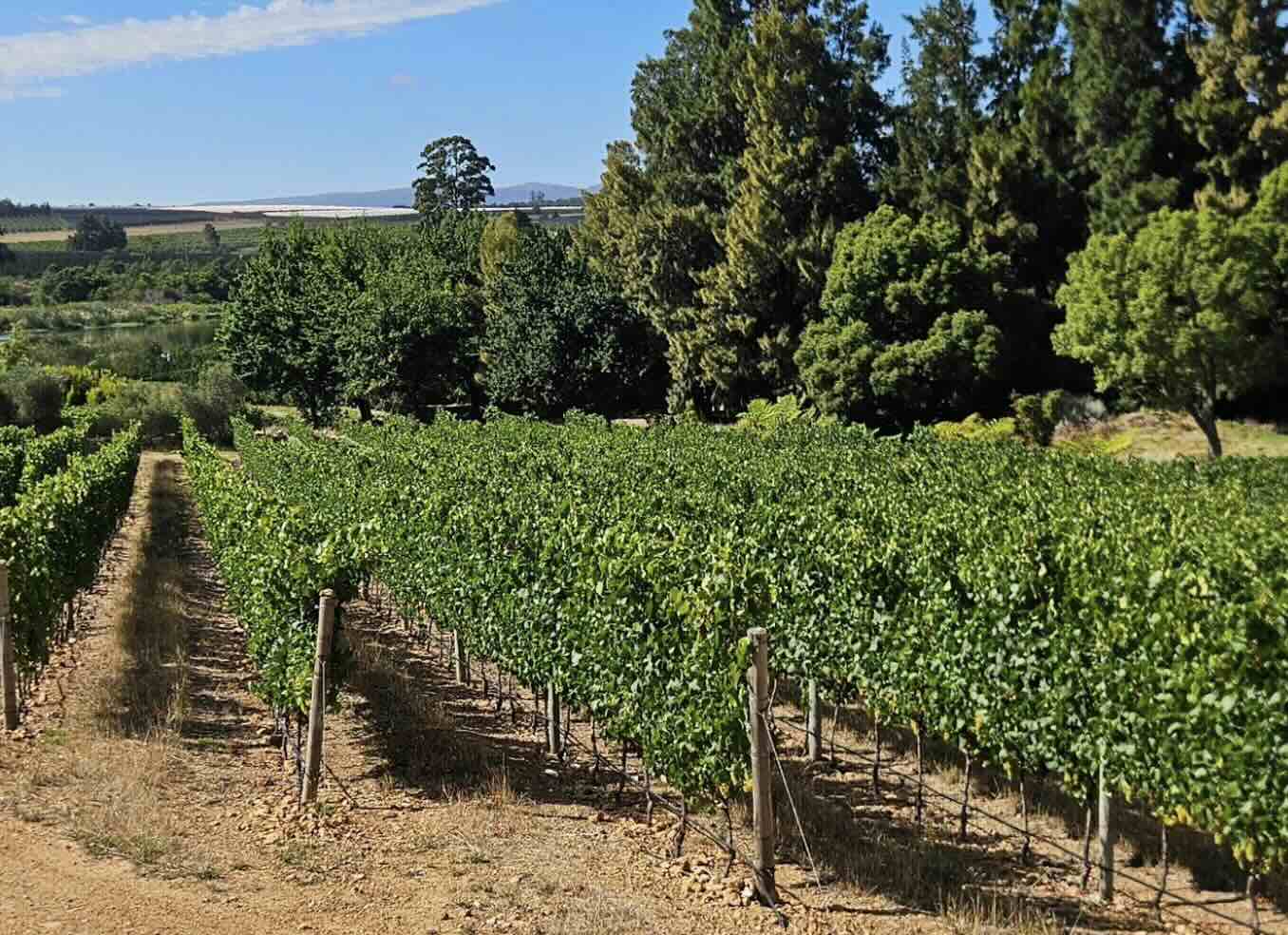 Chardonnay and Pinot Noir La Brune South Africa