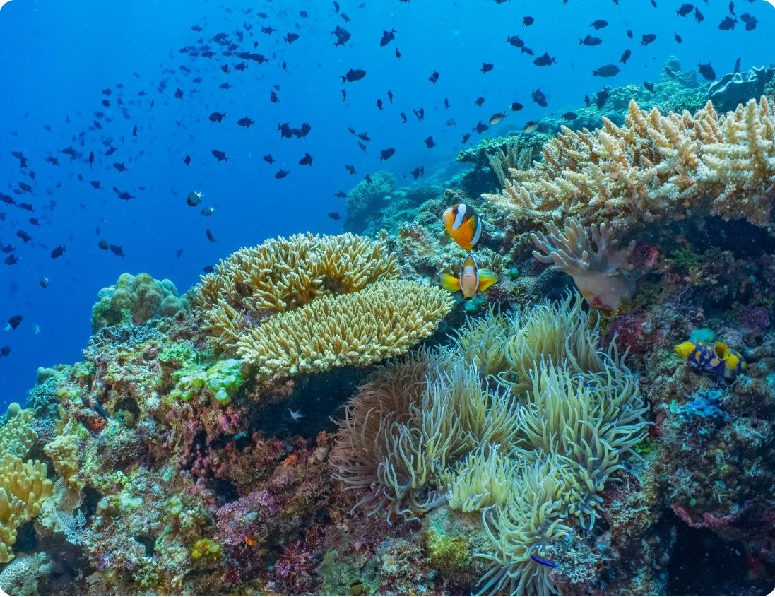 Atauro islands coral reefs