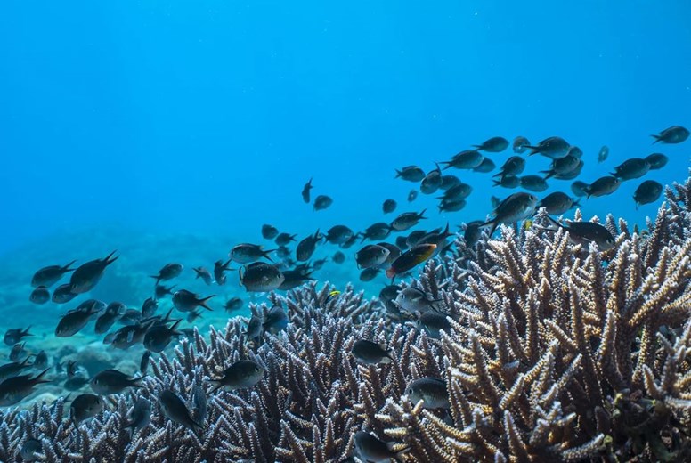 Marine life at Atauro island