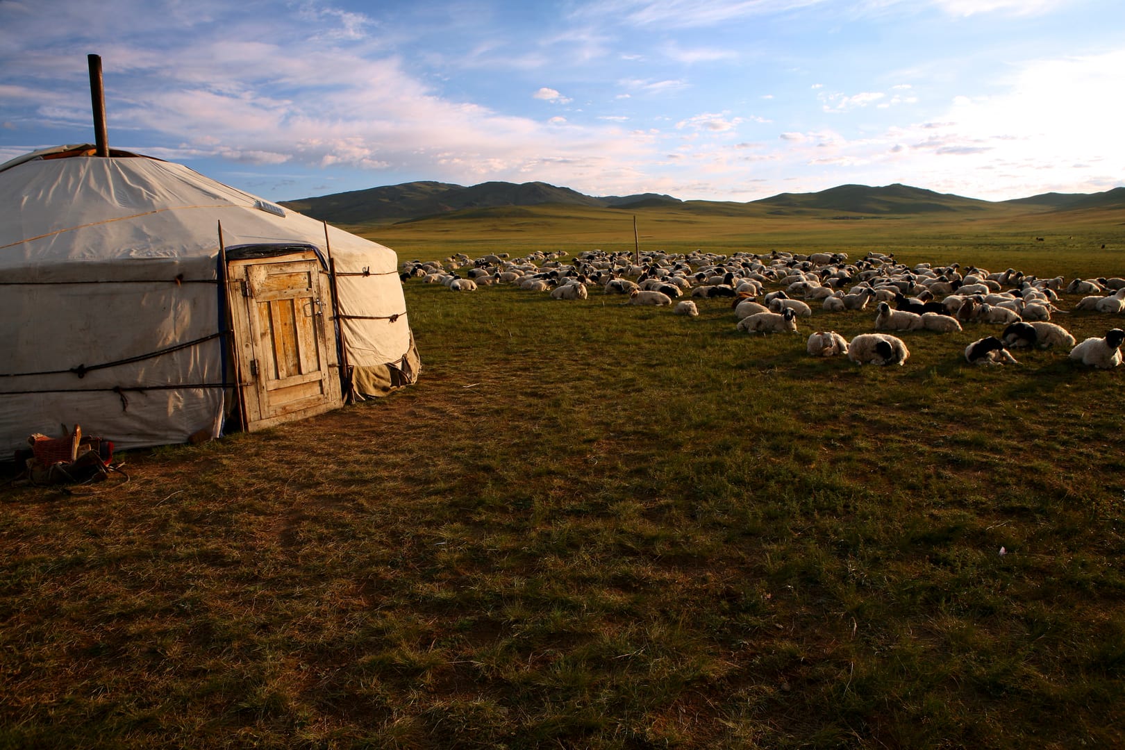 Arkhangai Province Sheep Grazing Peacefully Beside A Traditional Nomad Camp