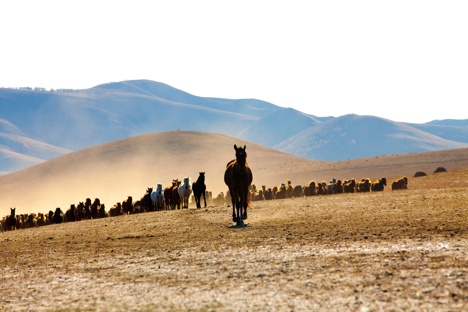 Mongolian Steppe Connecting Memorable Journeys With Authentic Local Flavours