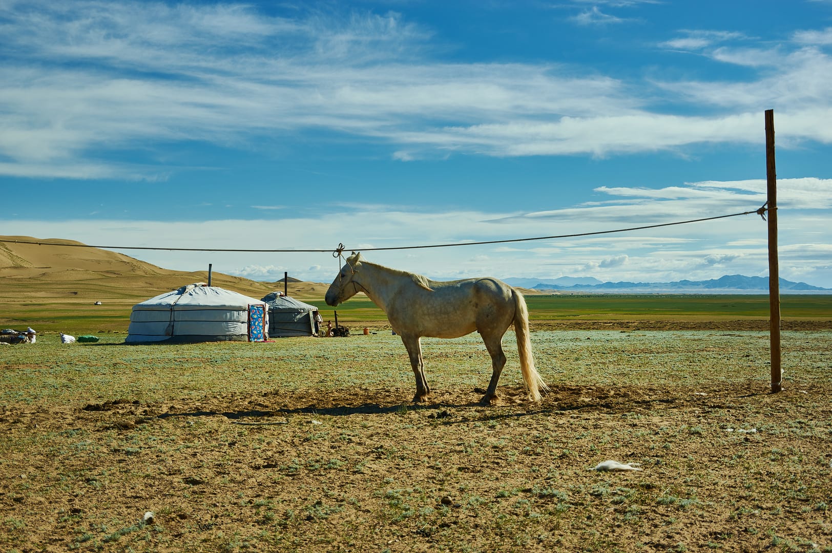 Mongolian Horses Grazing Peacefully Beside A Traditional Countryside Ger