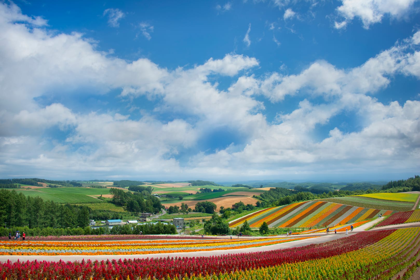 Hokkaido Flower Fields Stretching Beneath Wide Summer Skies