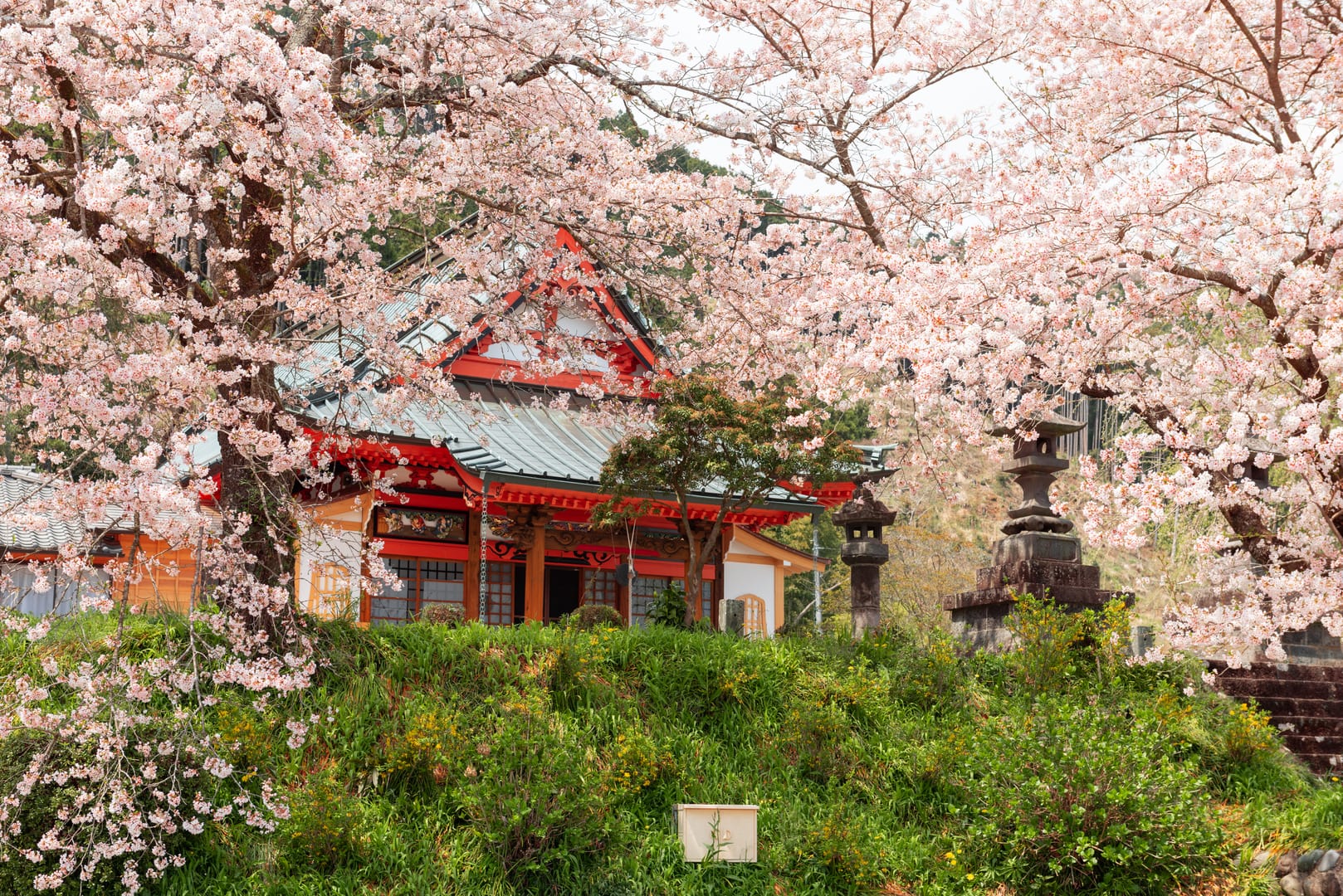 Japanese Cherry Blossoms Framing A Peaceful Temple In Spring