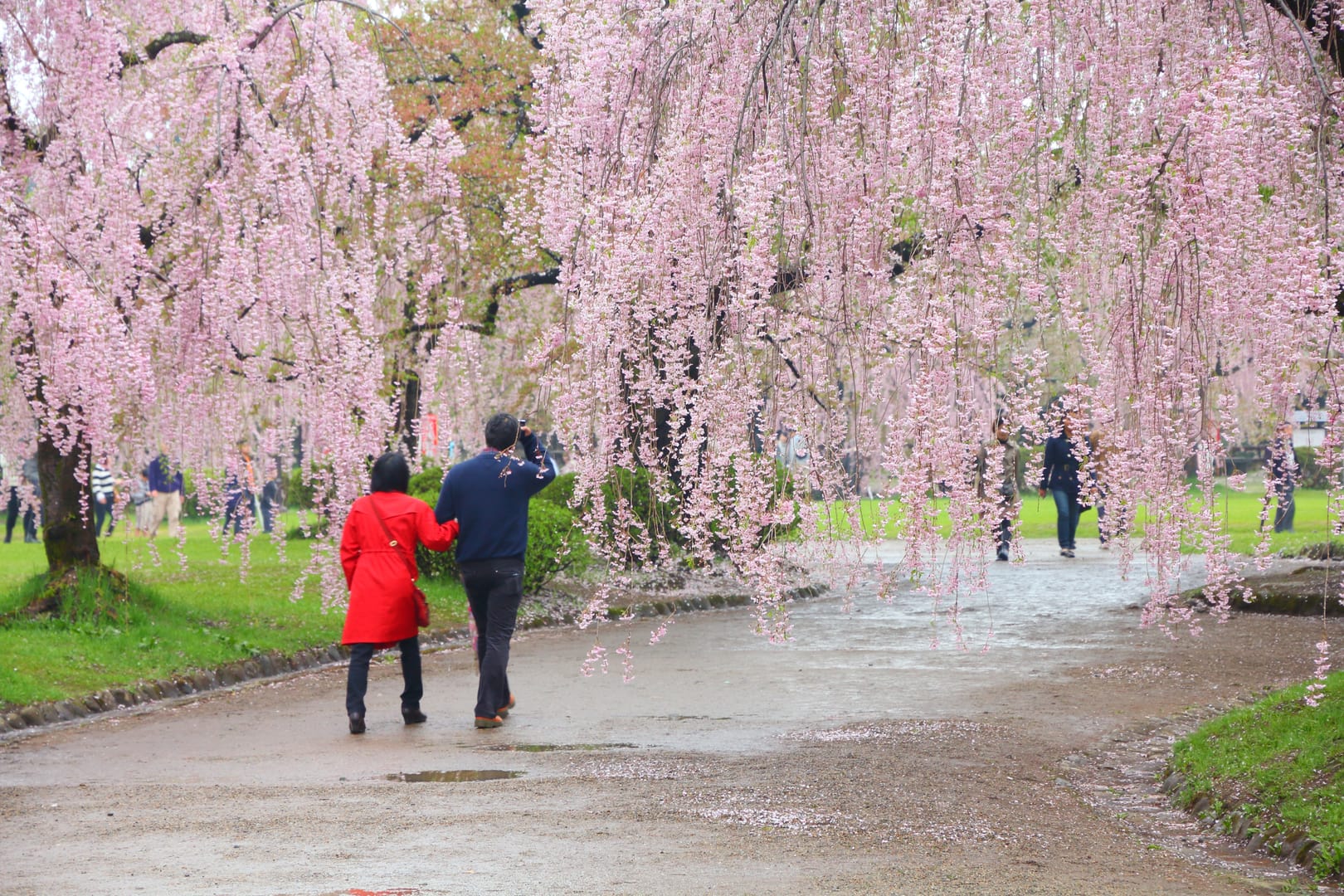 Cherry Blossoms Welcoming Spring Travellers Through Beautiful Kyoto
