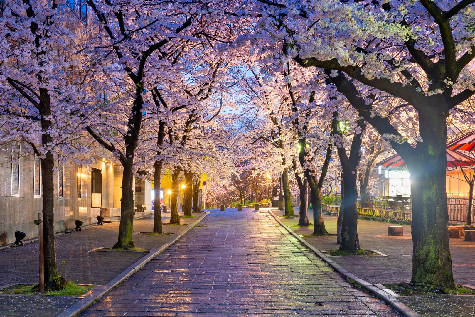 Tokyo Streets Coming Alive Beneath Delicate Spring Blossoms