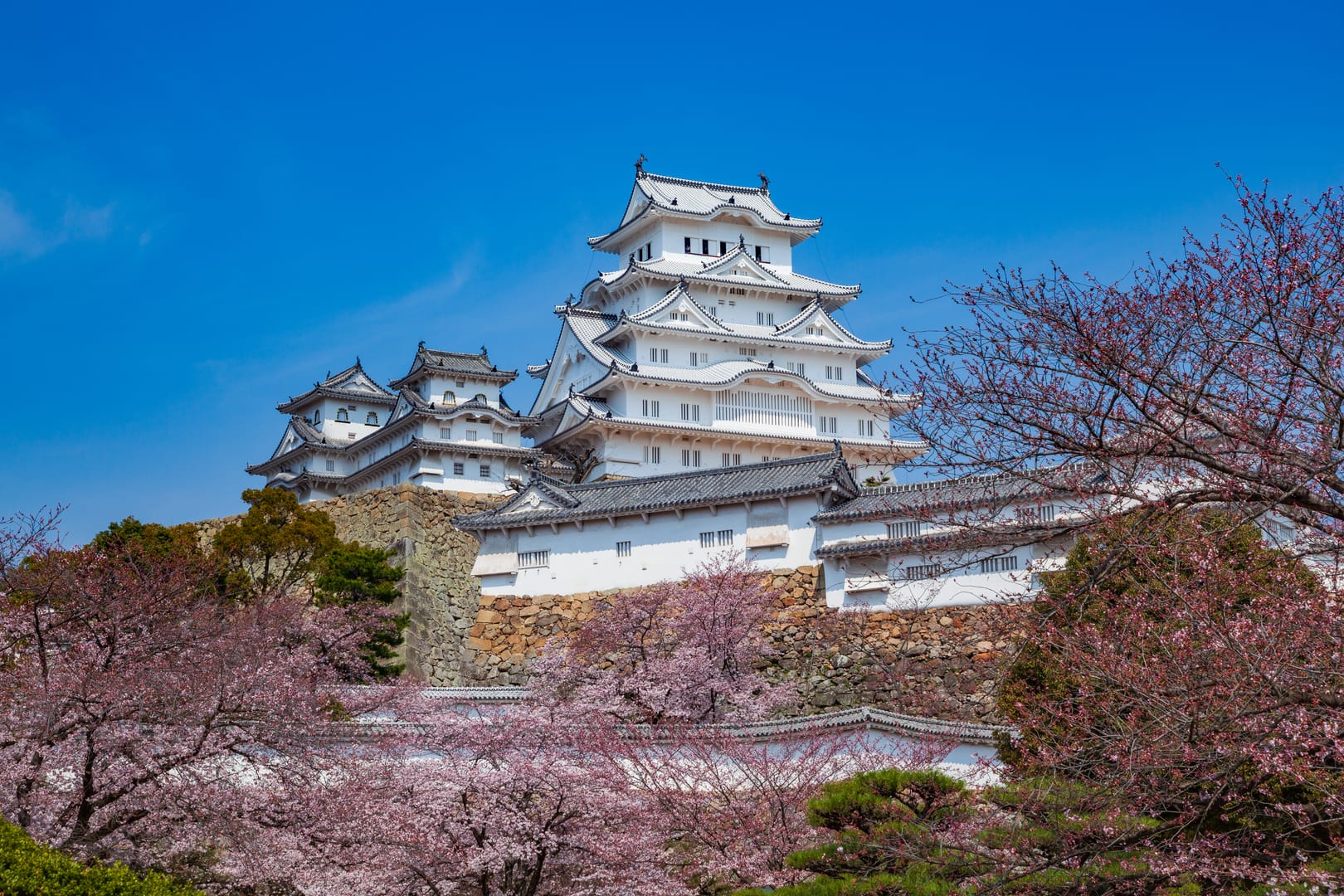 Himeji Castle Surrounded By Beautiful Spring Cherry Blossoms