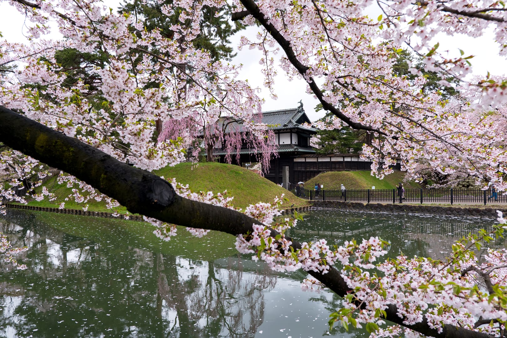 Hirosaki Park Glowing With Cherry Blossoms