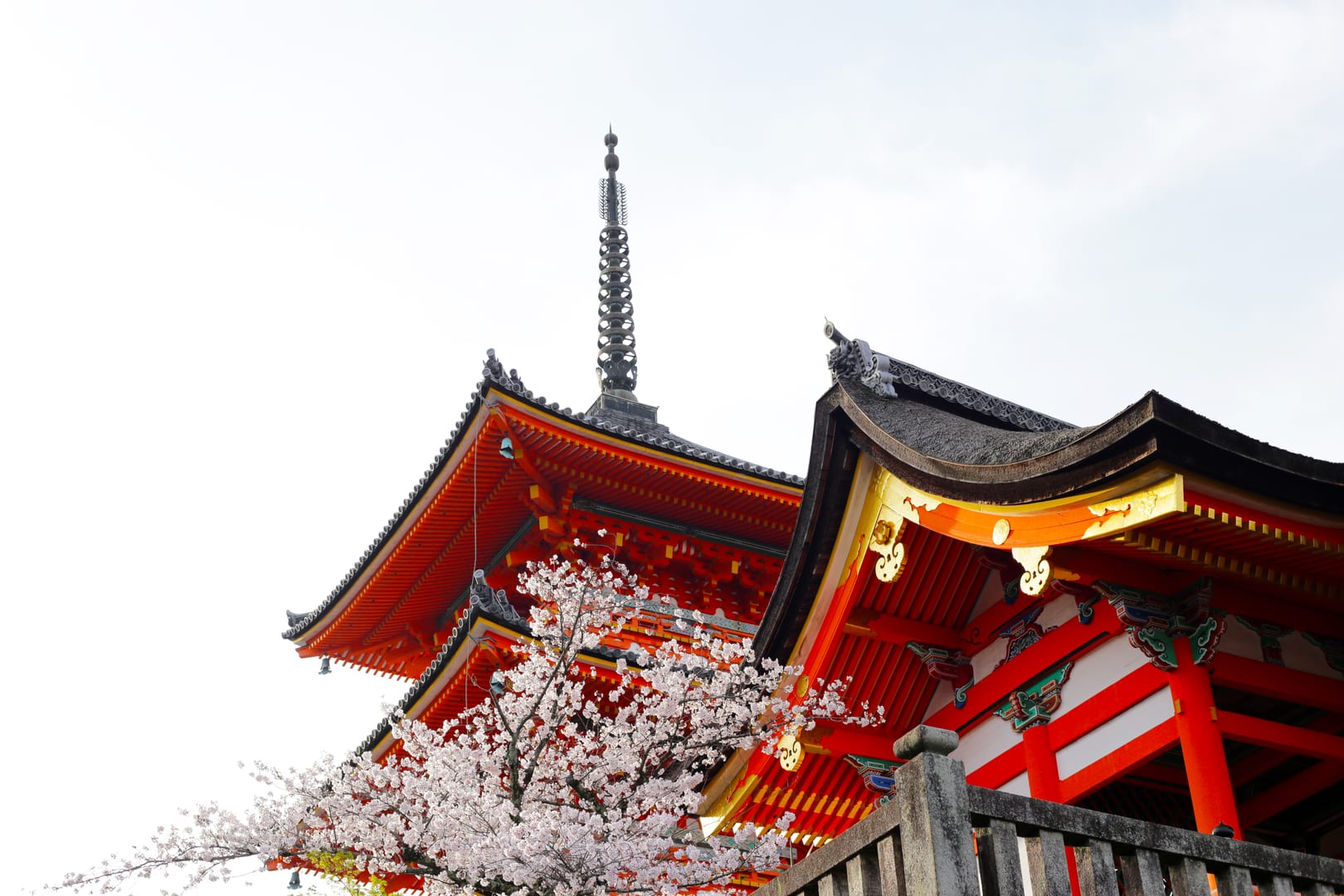 Kiyomizu Dera Temple Glowing Beneath Delicate Kyoto Blossoms