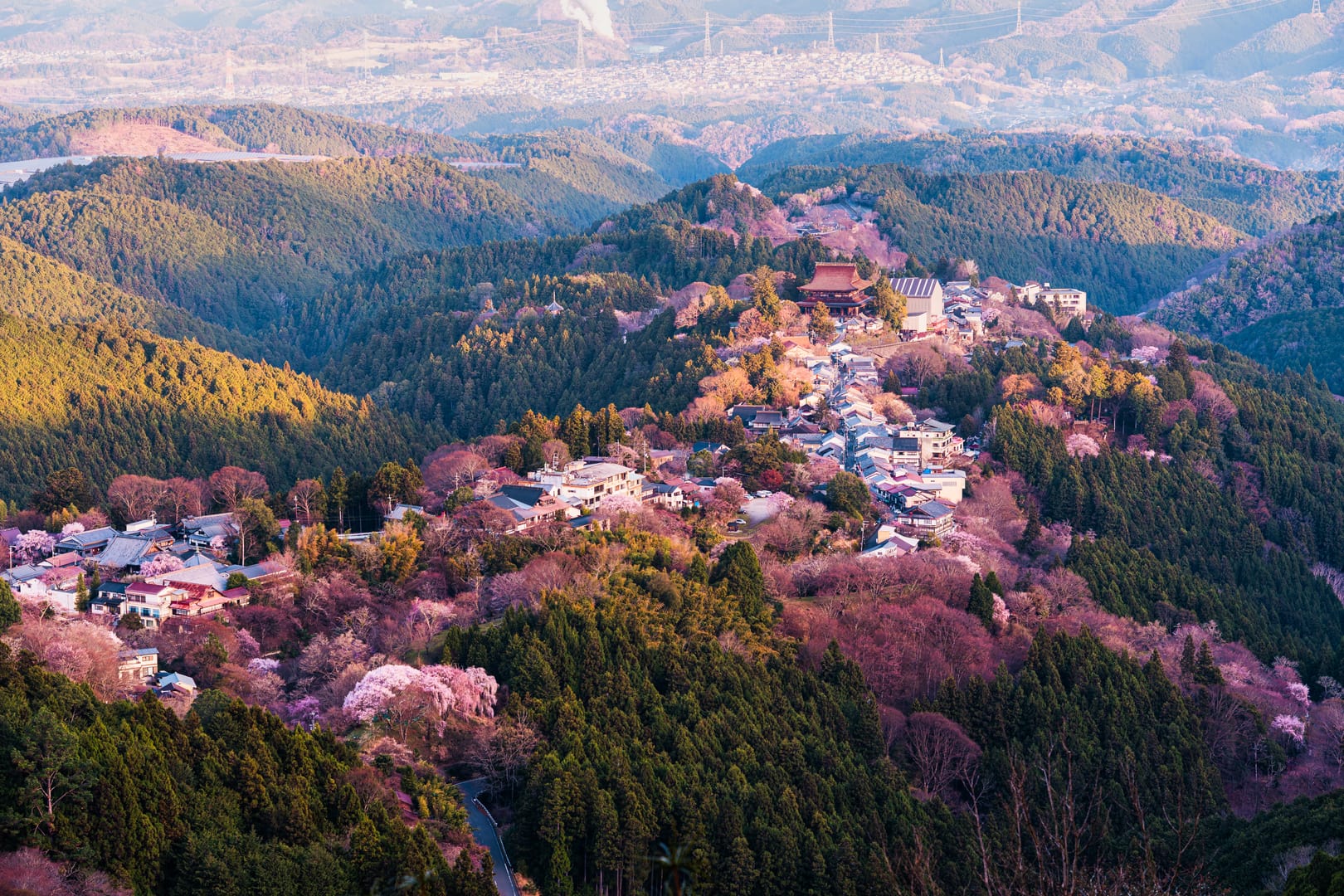 Mount Yoshino Blanketed In Cherry Blossoms Across Mountain Slopes