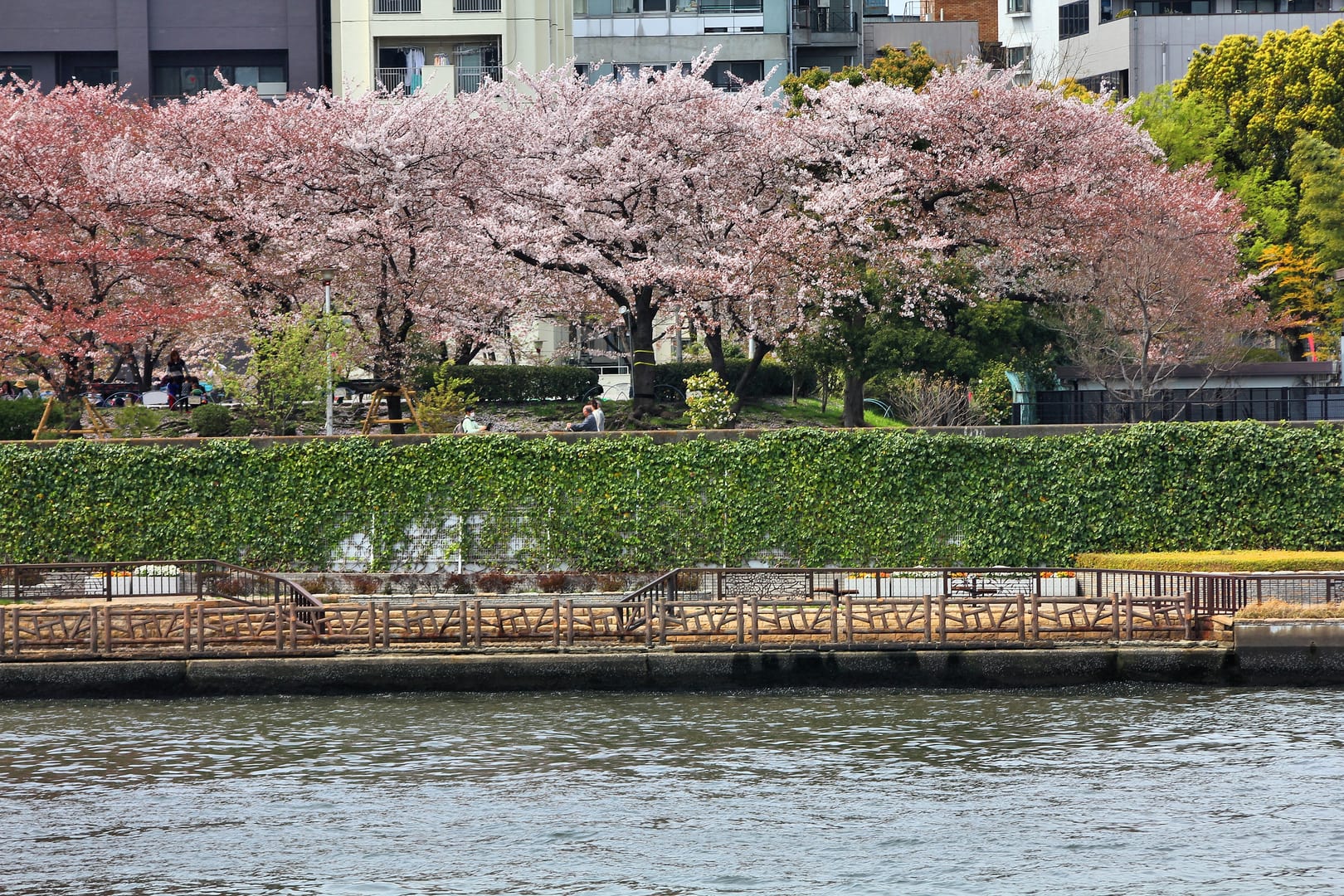 Sumida River Lined With Delicate Tokyo Cherry Blossoms