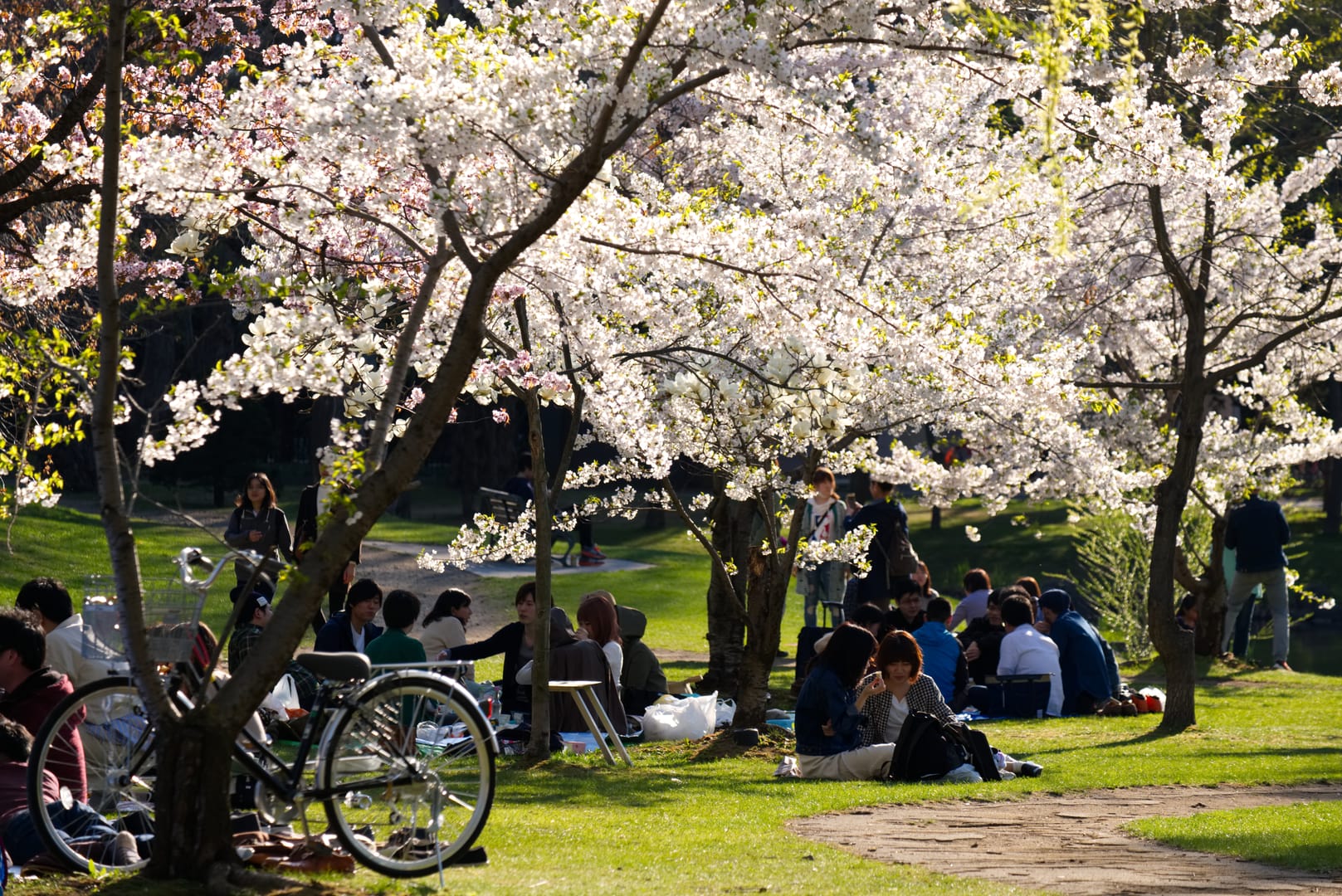 Hanami Picnic Beneath Blooming Cherry Trees In Spring Japan